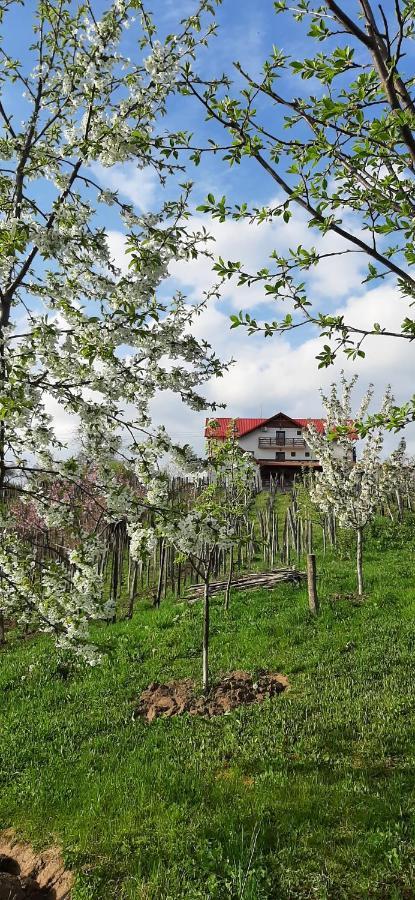 Panorama Cehu Silvaniei Dış mekan fotoğraf